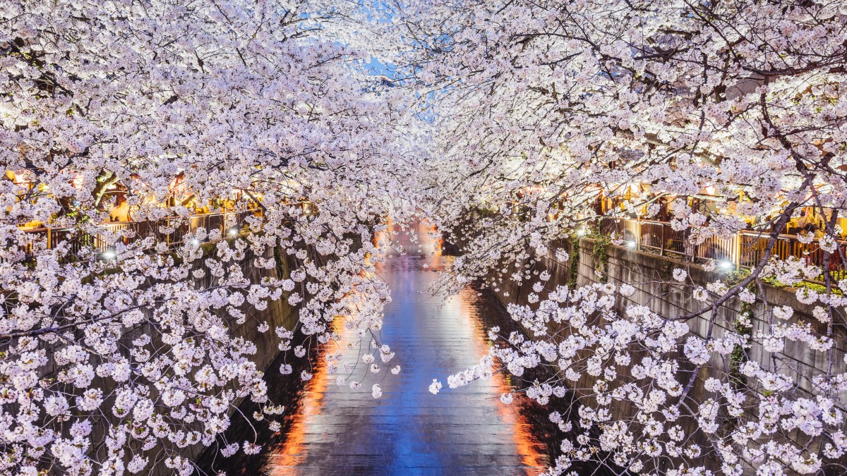 fioriture primaverili nel mondo