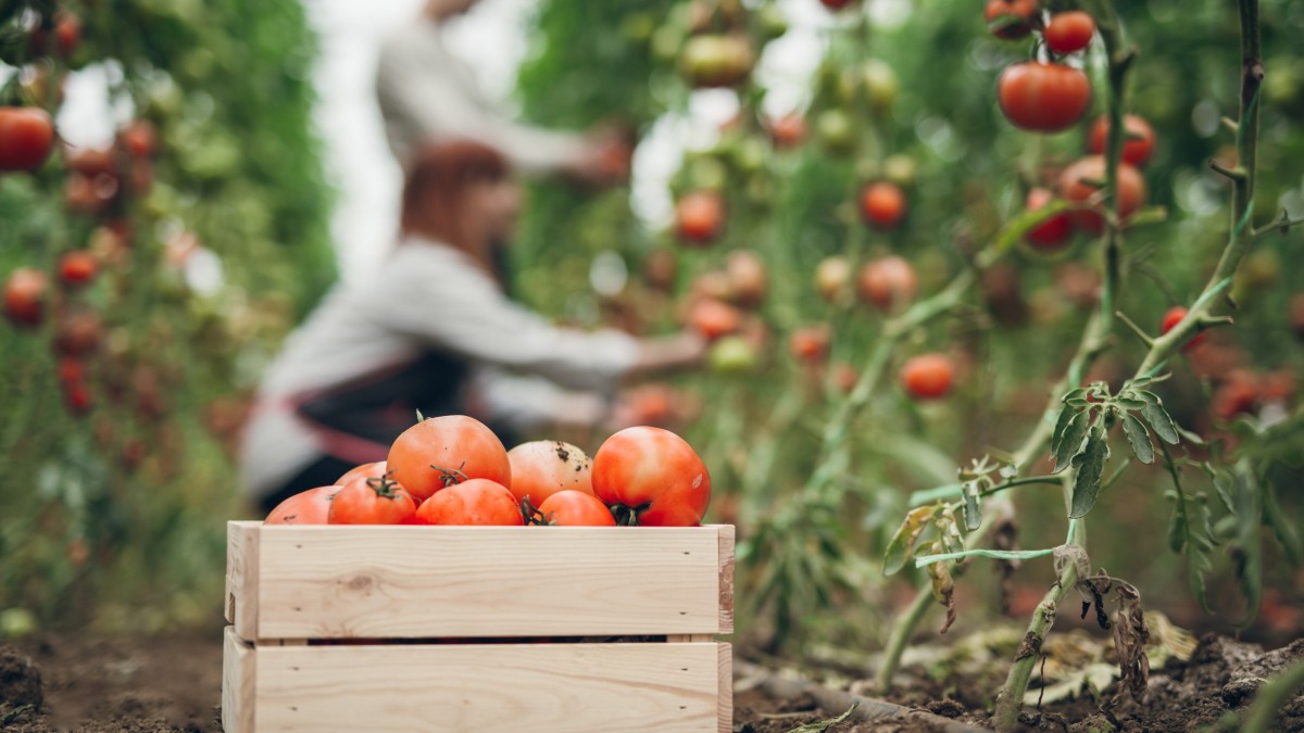 virosi del pomodoro