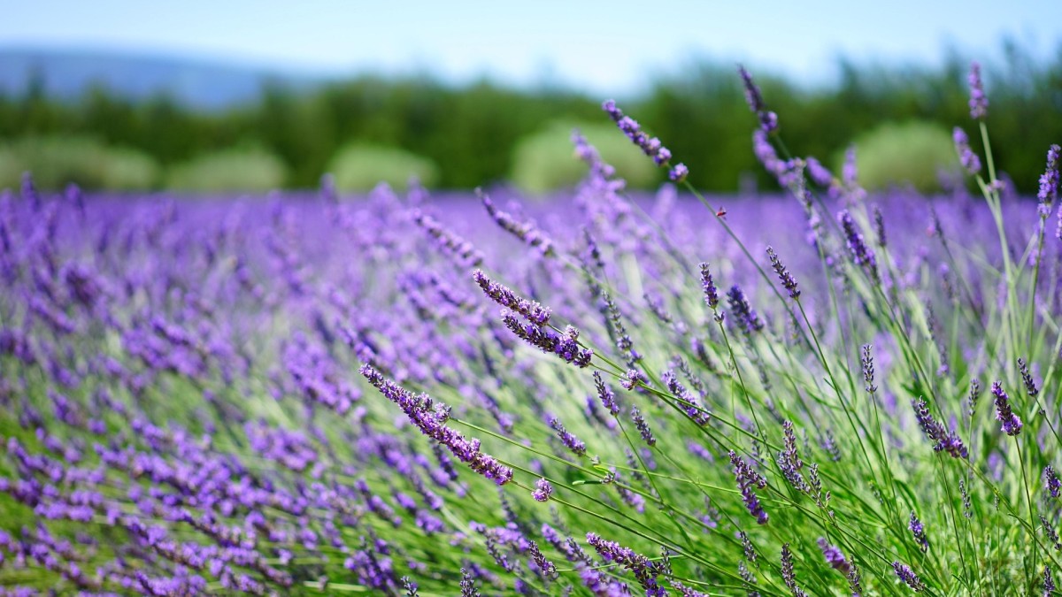 erbe aromatiche primavera