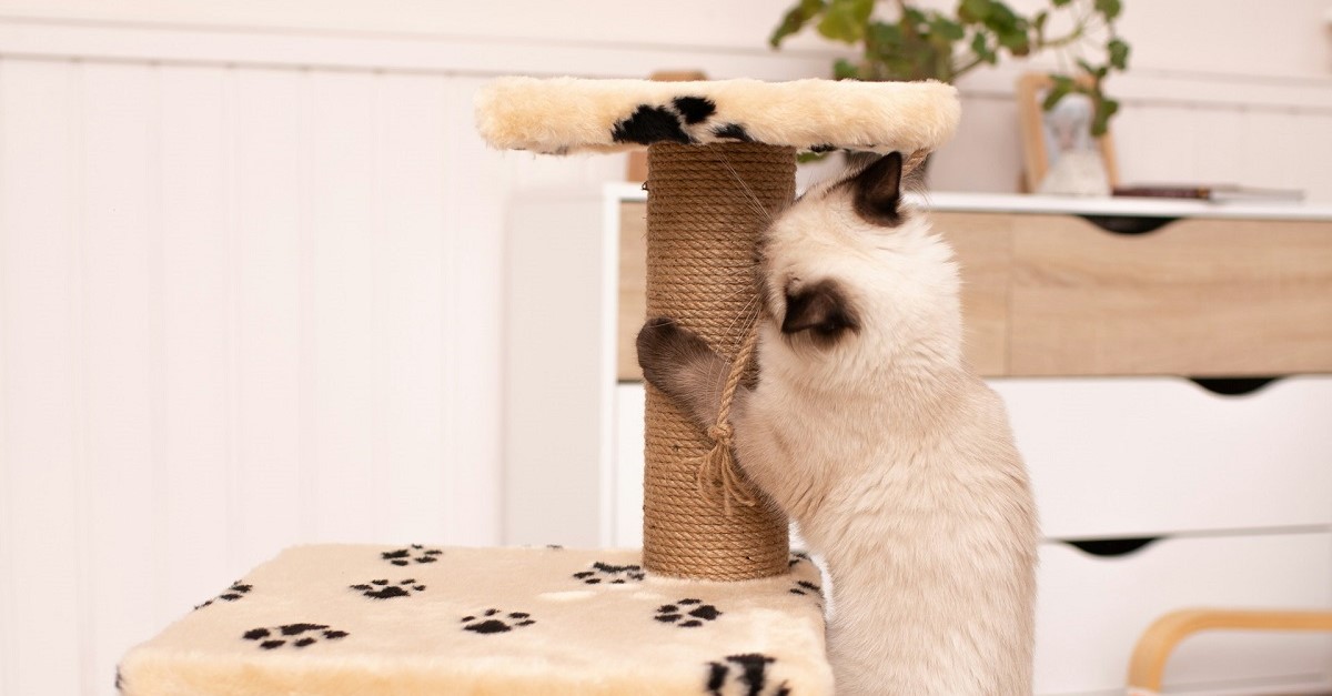 Un gattino gioca con un tiragraffi