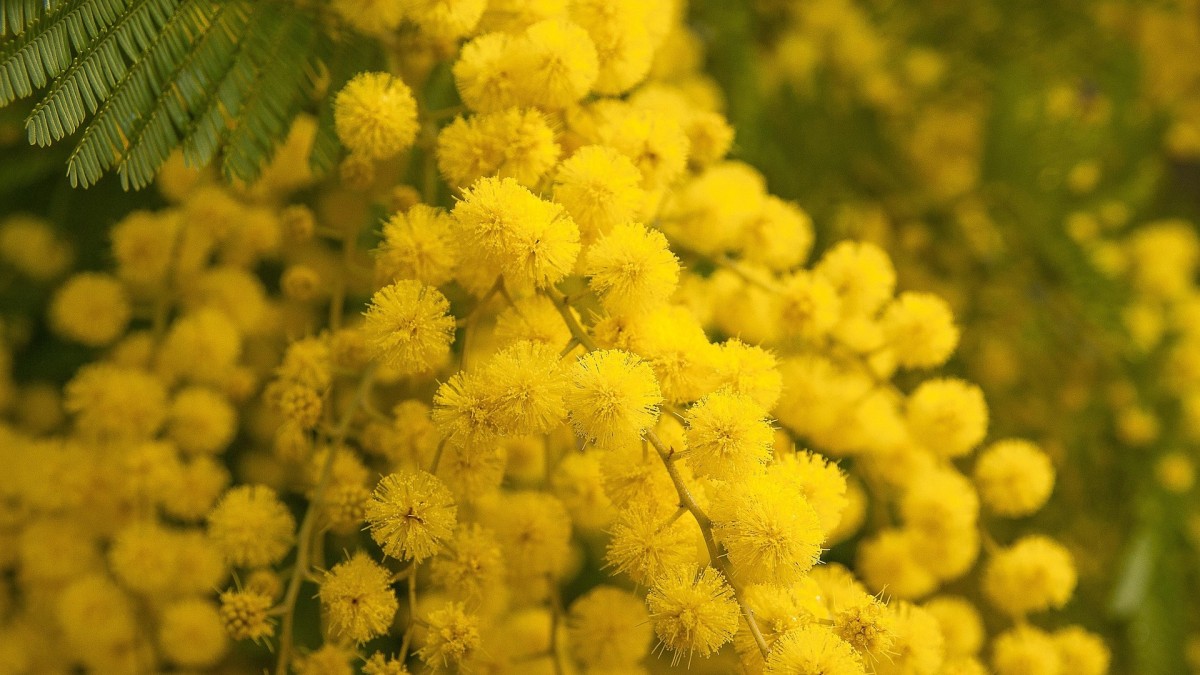 come conservare la mimosa