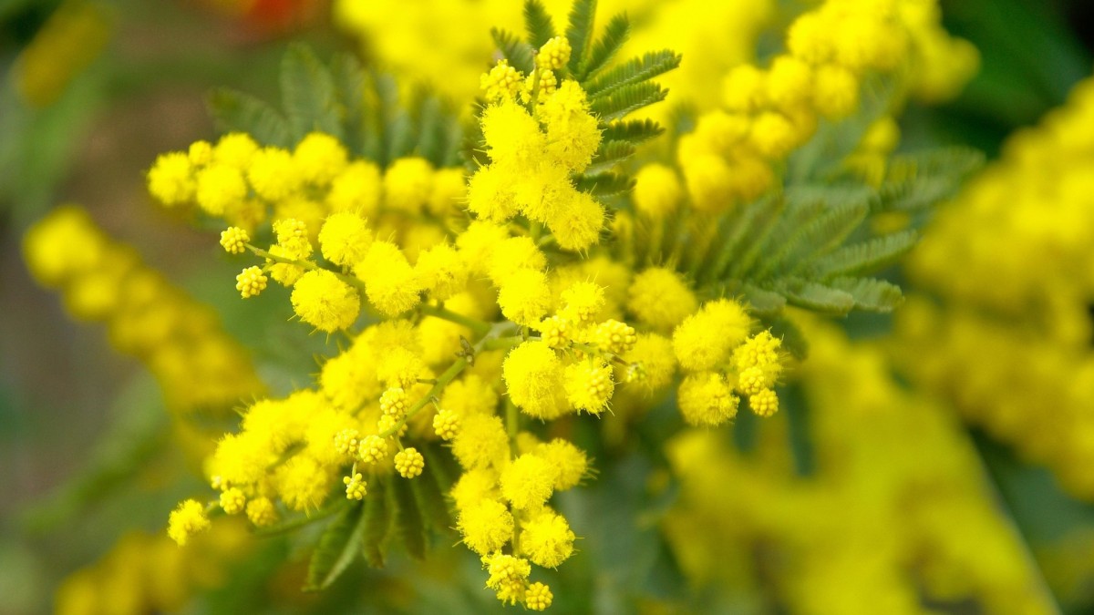 come conservare la mimosa