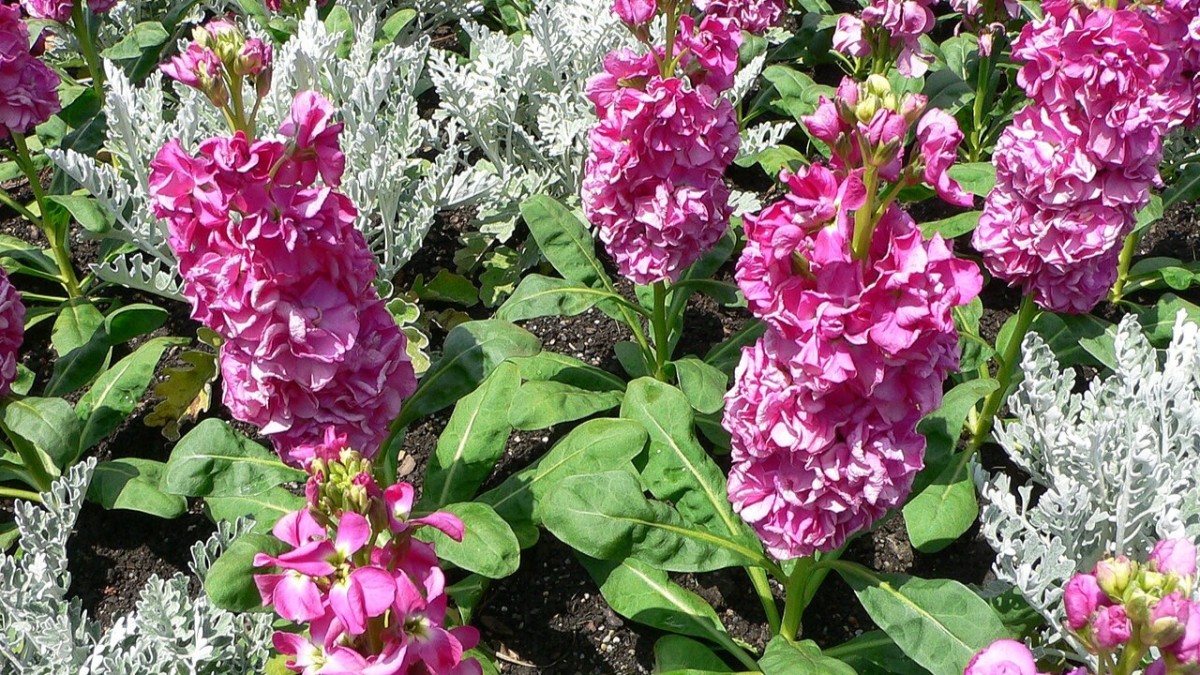 come coltivare la violaciocca