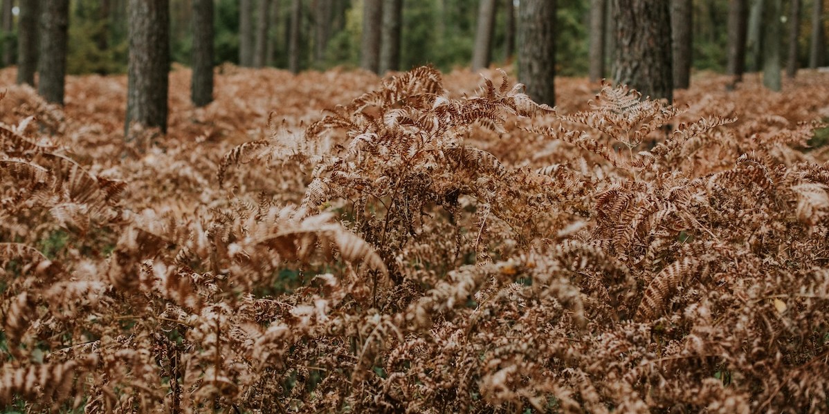 Inquadratura dall'alto di un prato ben curato, ma parzialmente coperto da foglie secche marroni