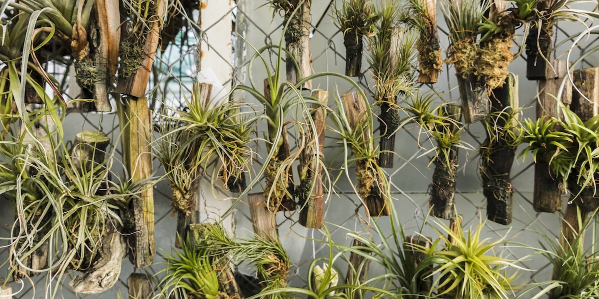 Recinzione in rete con rami di un albero della proprietà accanto che sporgono verso l'osservatore