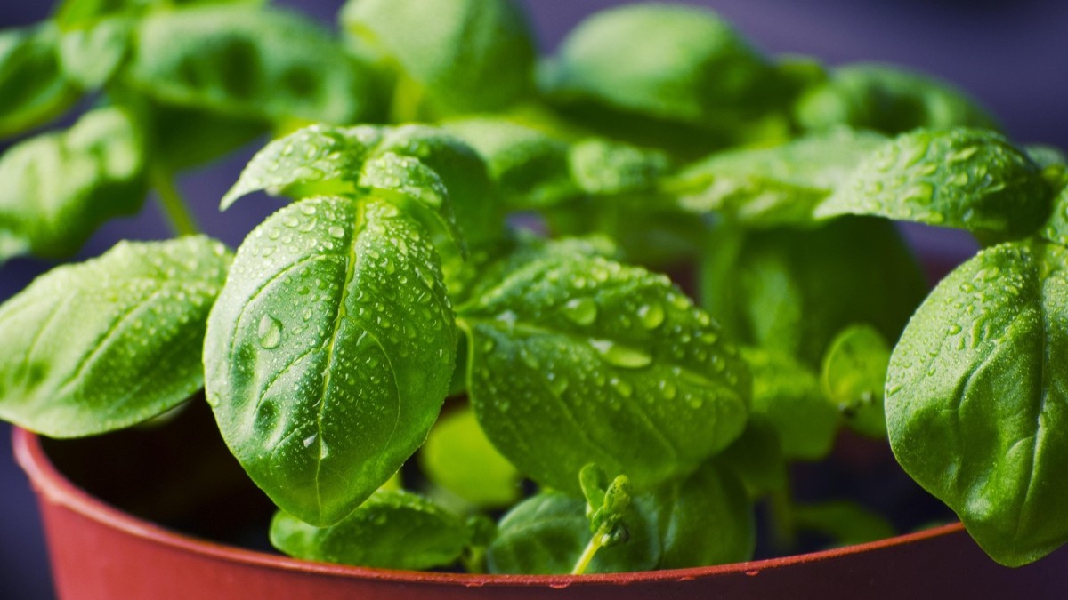 erbe aromatiche primavera