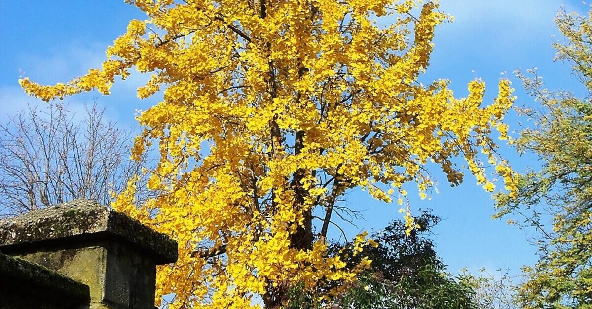 Gli alberi presenti a Villa Finzi