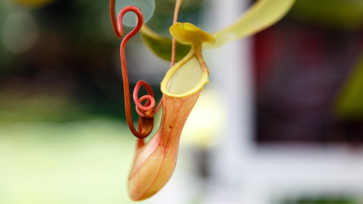 pianta carnivora nepenthes