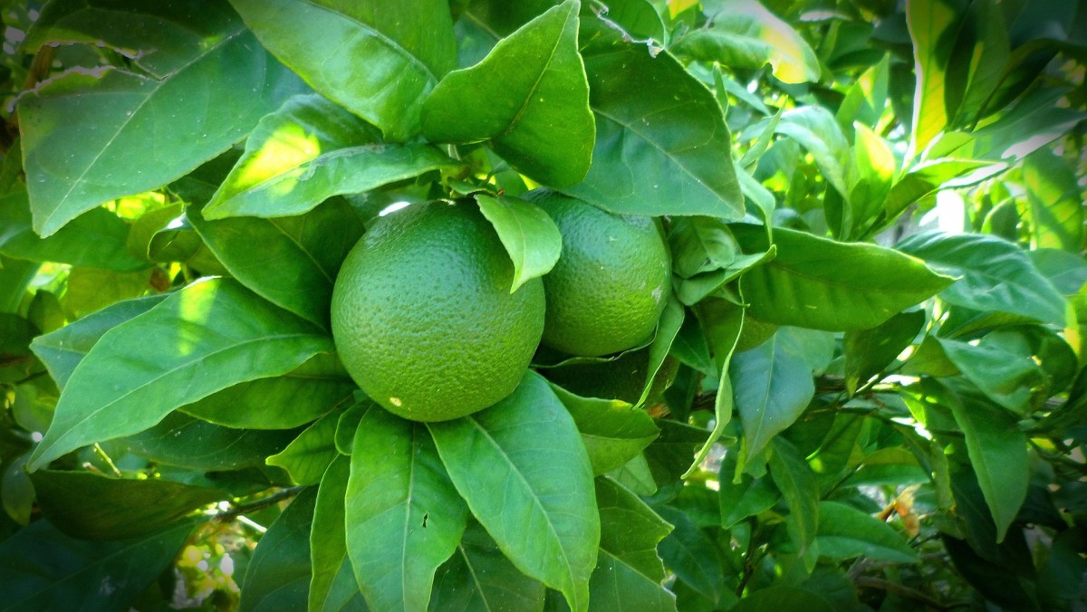 coltivare lime in casa