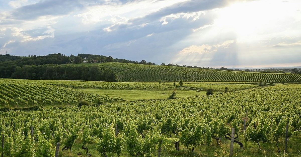 Una vigna nell'area di Monbazillac