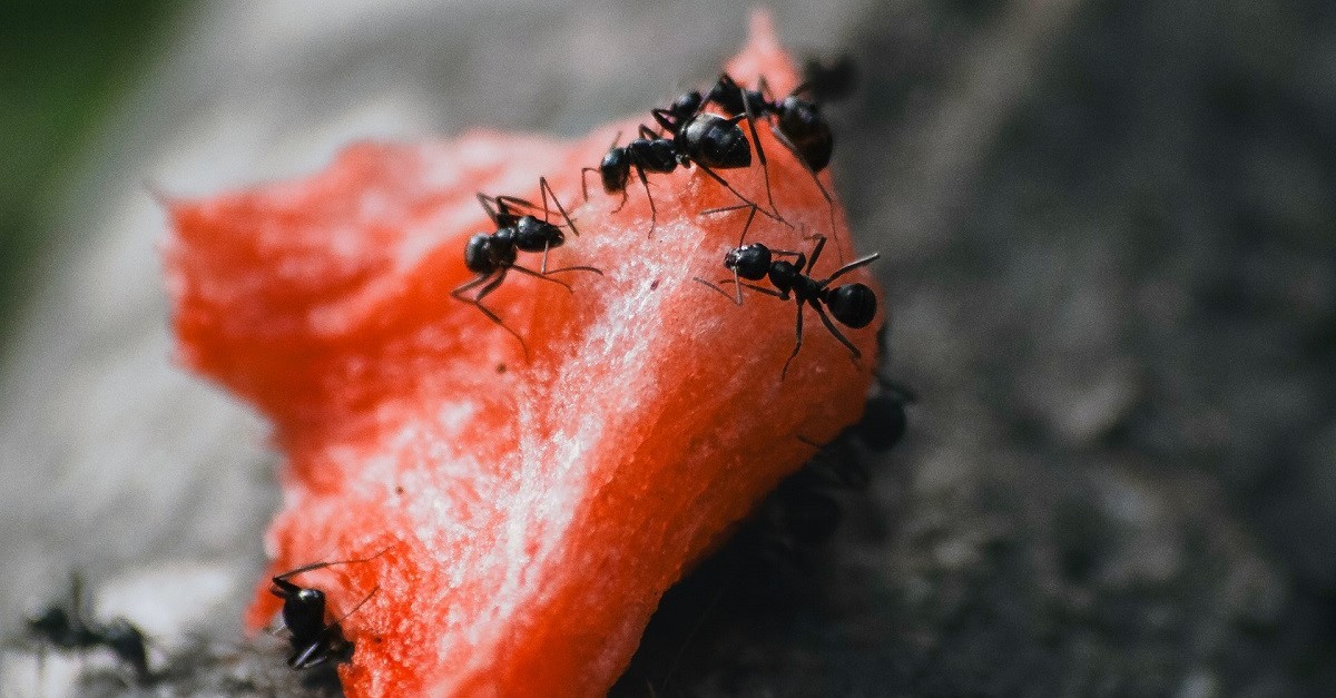 Formiche nere su un pezzo di cibo