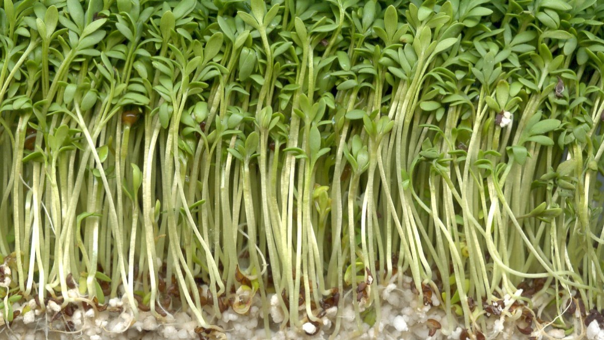erba crescione