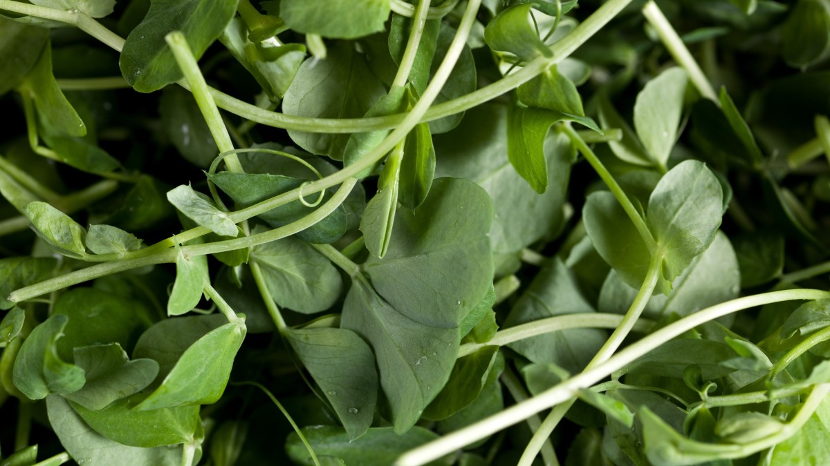 erba crescione
