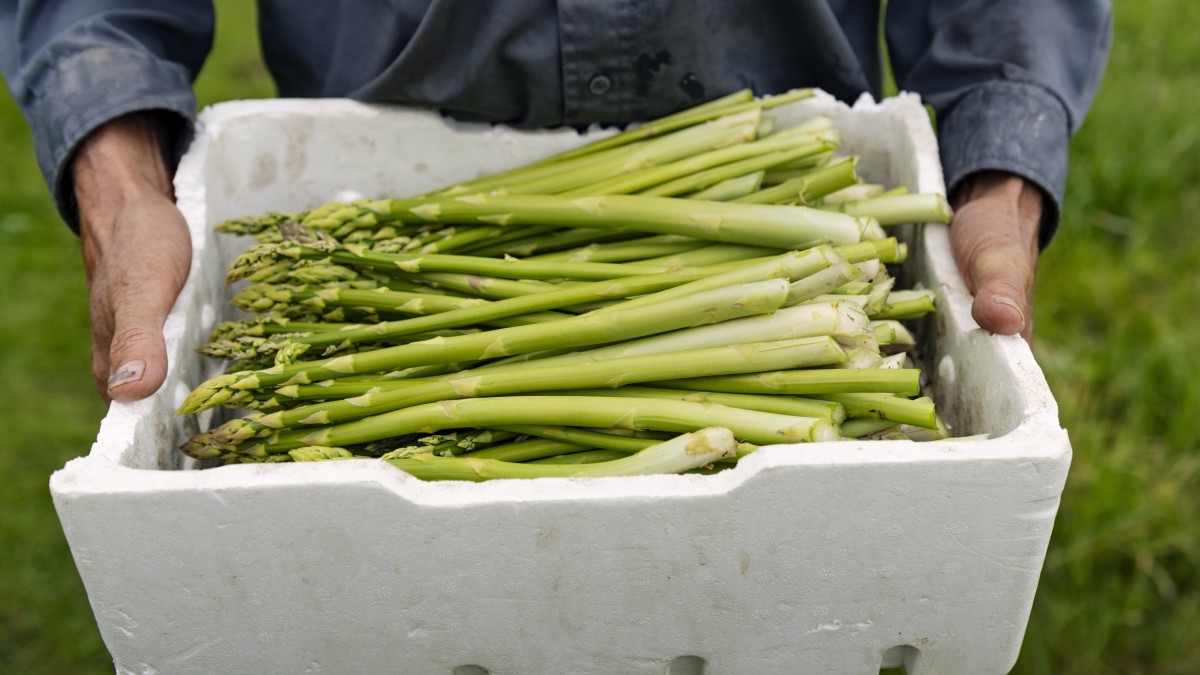 quando piantare gli asparagi