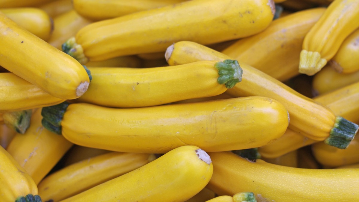 varietà zucchine