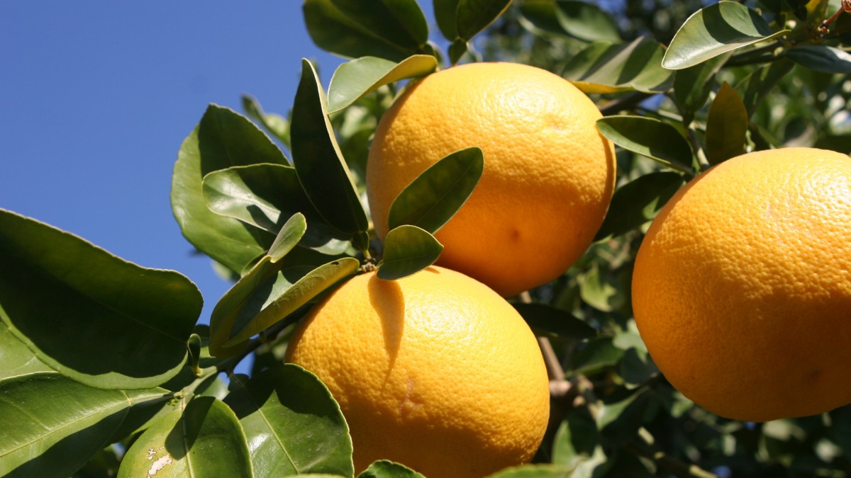 coltivare il pompelmo