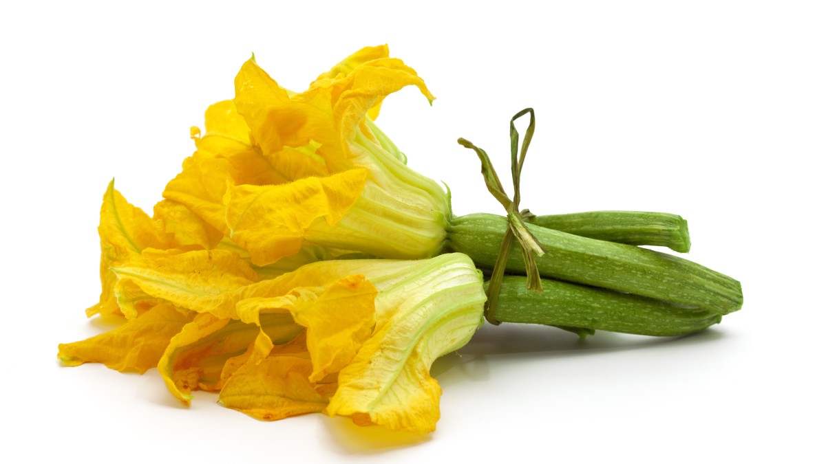 varietà zucchine