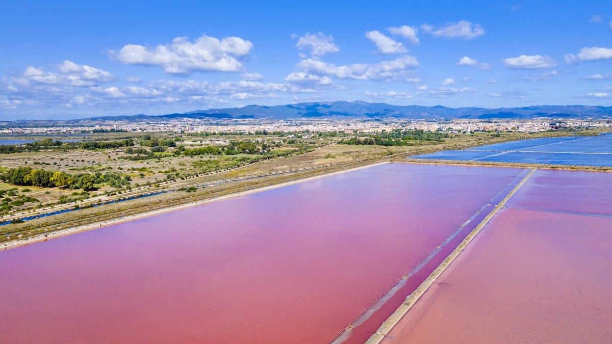dove vedere i fenicotteri in italia
