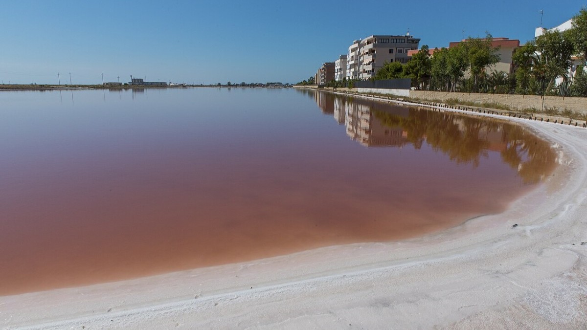 dove vedere i fenicotteri in italia
