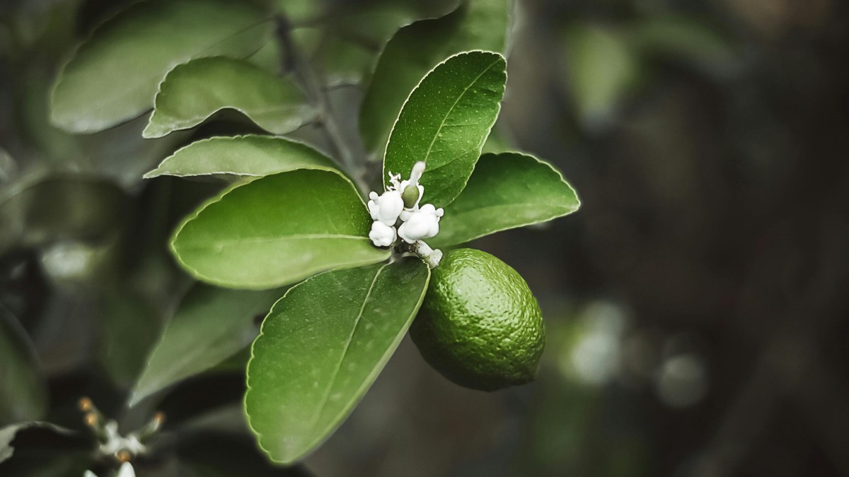 coltivare lime in casa