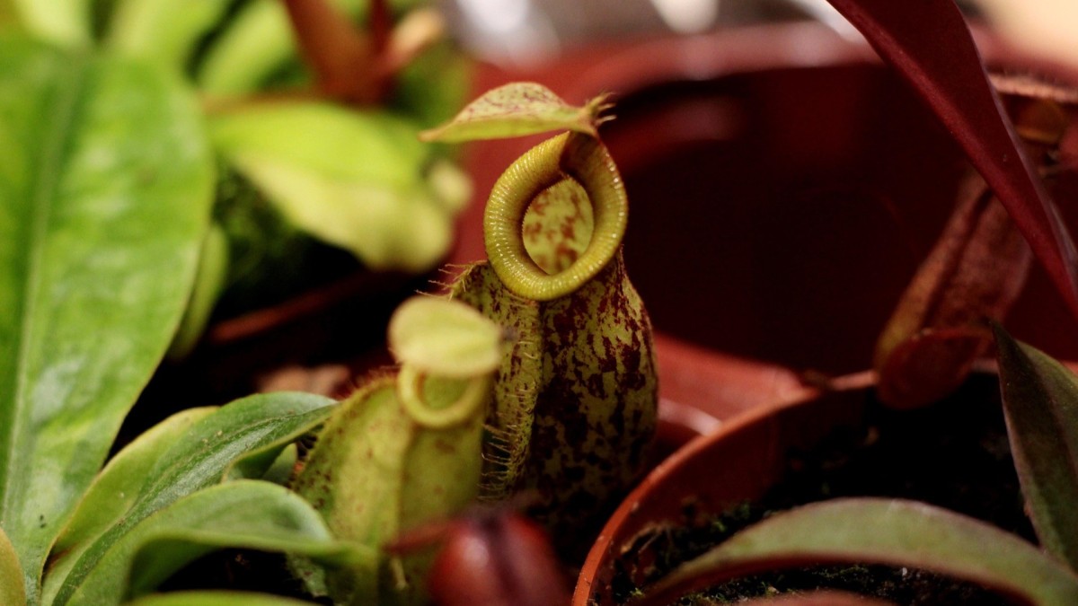 pianta carnivora nepenthes
