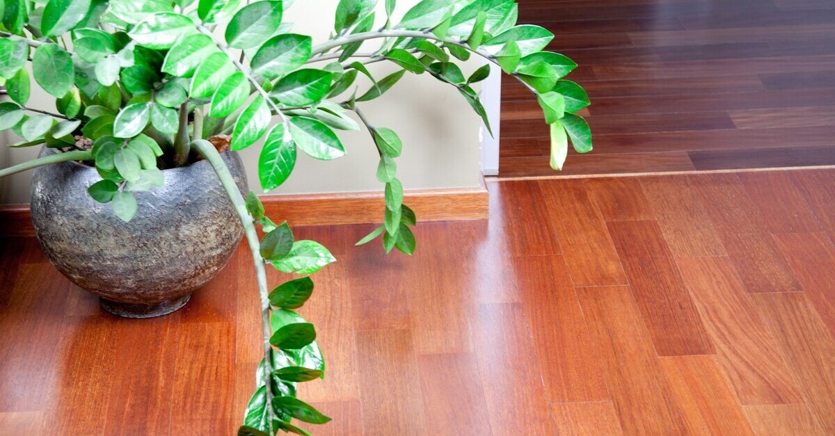 Pavimento in parquet lucido vicino ad una pianta in vaso
