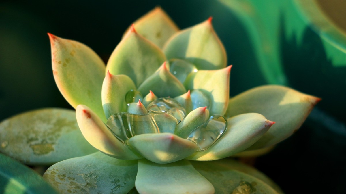 echeveria setosa
