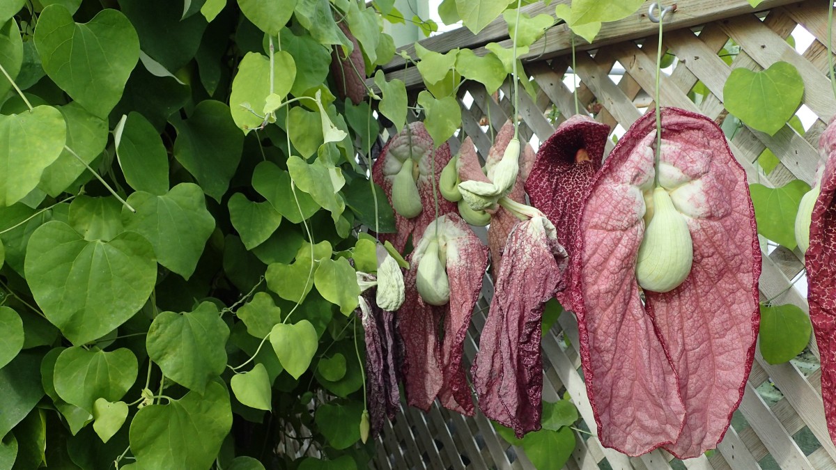 aristolochia