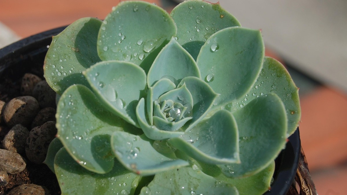 echeveria setosa