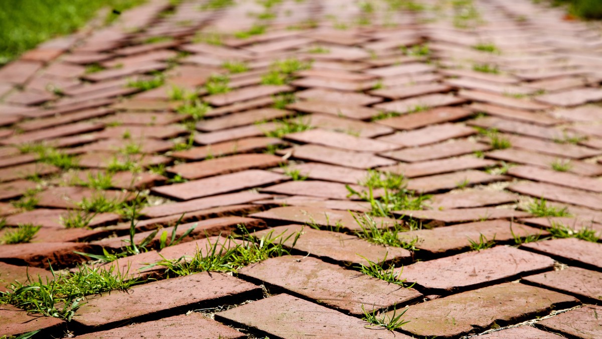 acqua e sale erbacce giardino