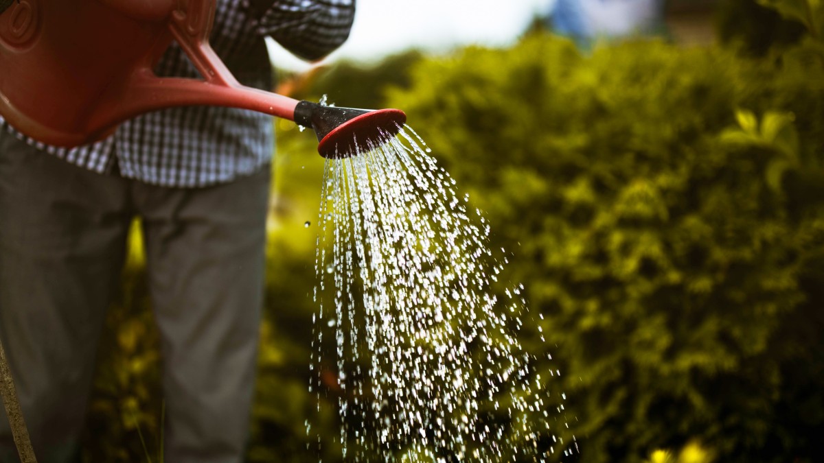 acqua e sale erbacce giardino