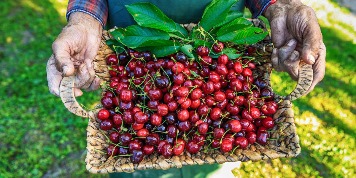 sagra ciliegia turi 2026 