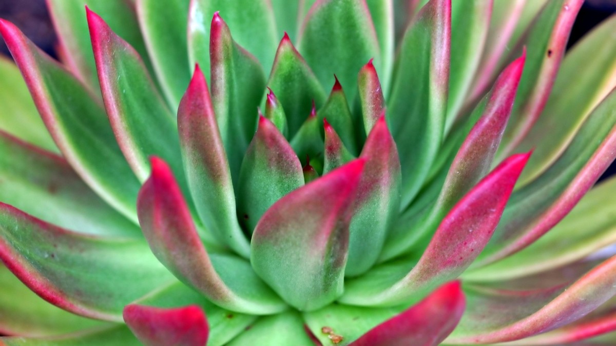 echeveria setosa