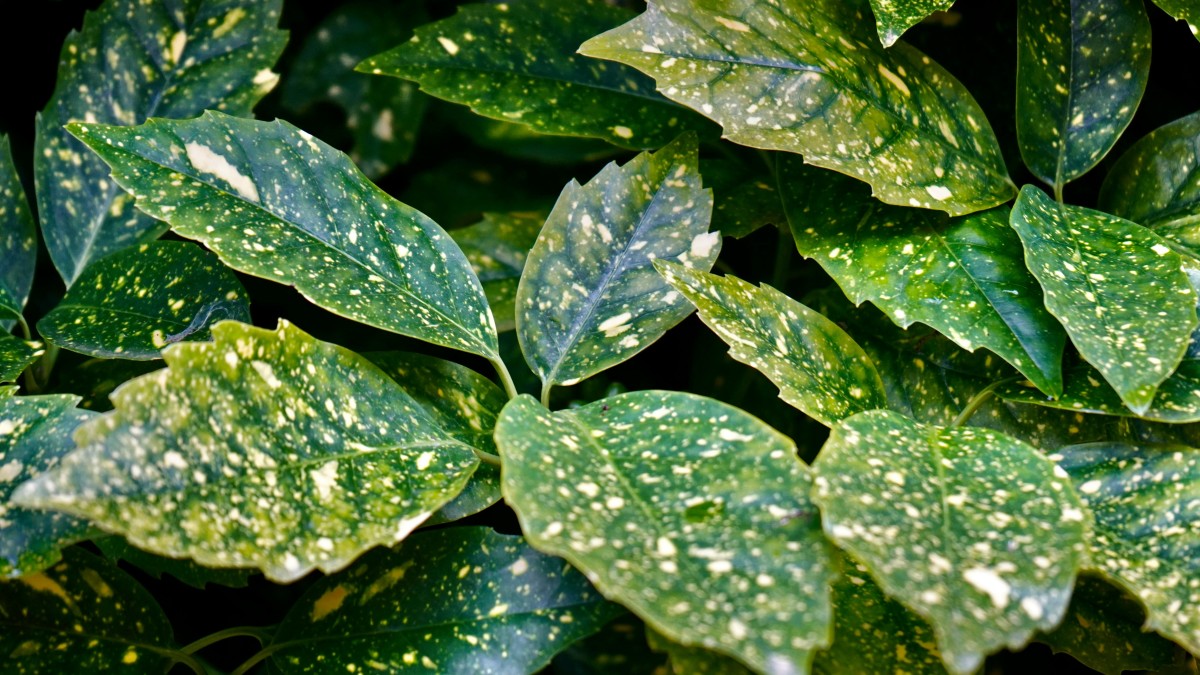 aucuba japonica