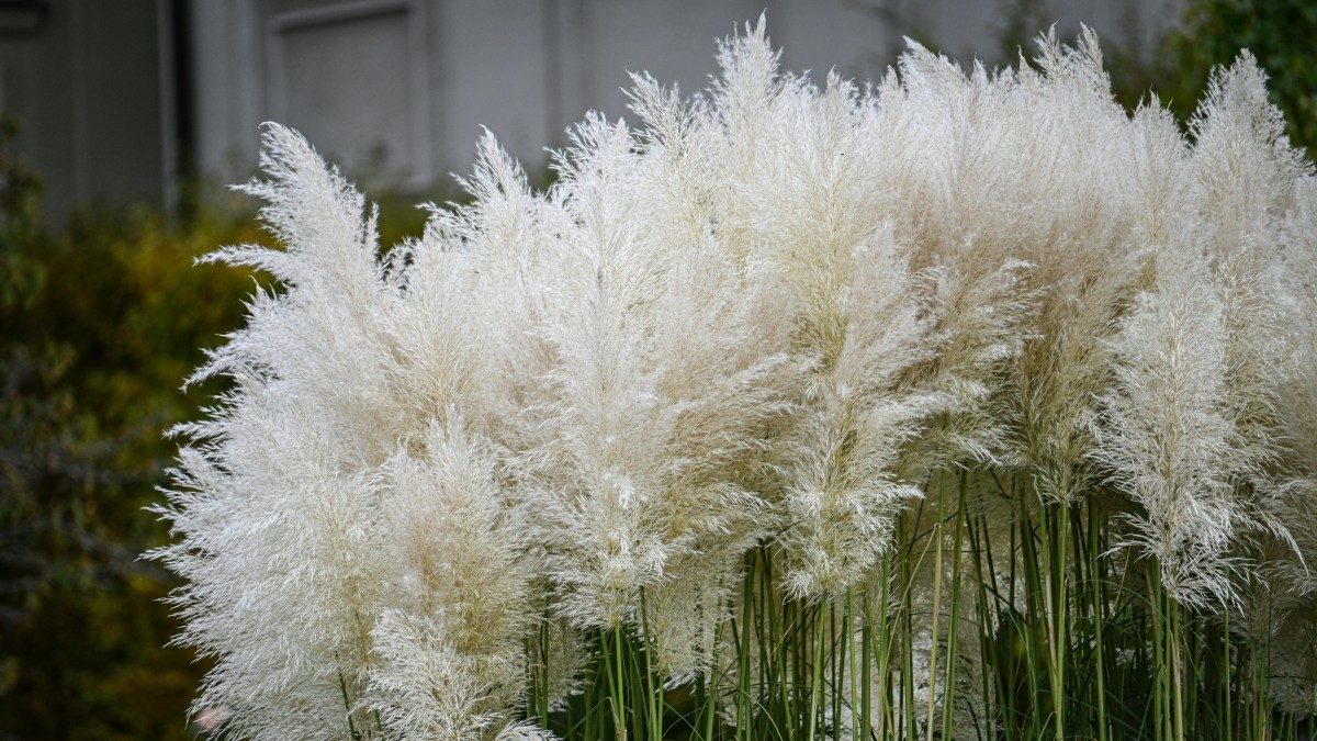 erba della pampas