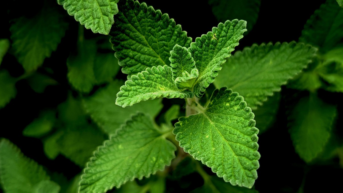 piante cimici
