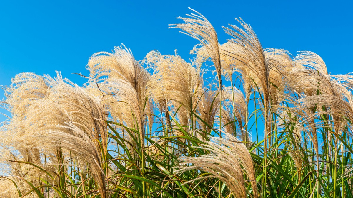 erba della pampas