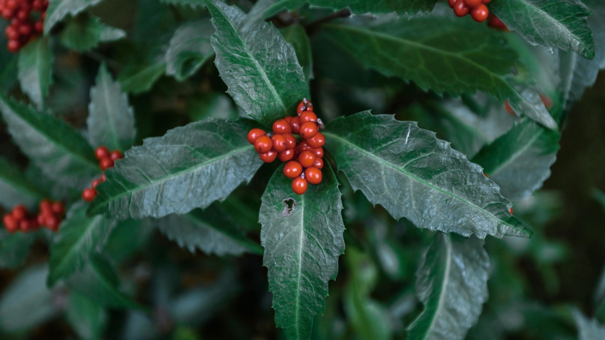 aucuba japonica