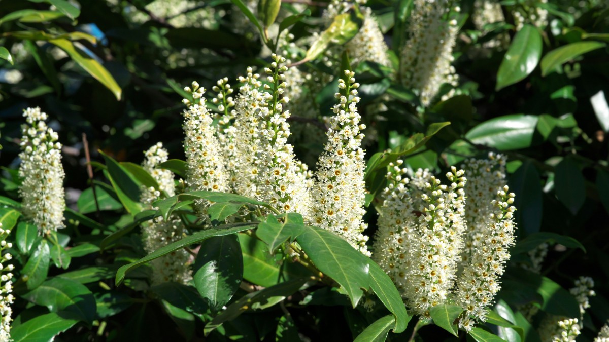 lauroceraso