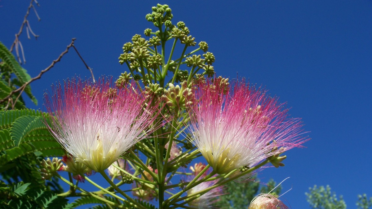 pianta albizia