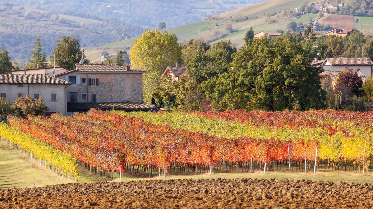 vini tipici emilia romagna