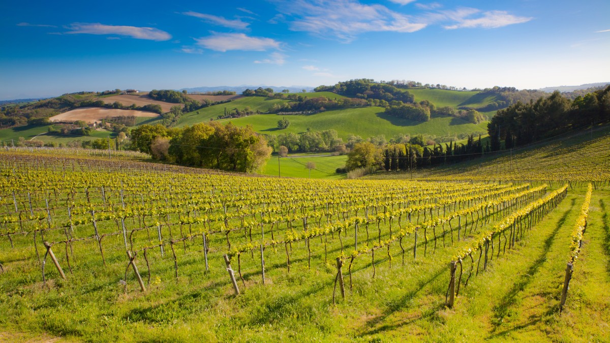 vini tipici emilia romagna
