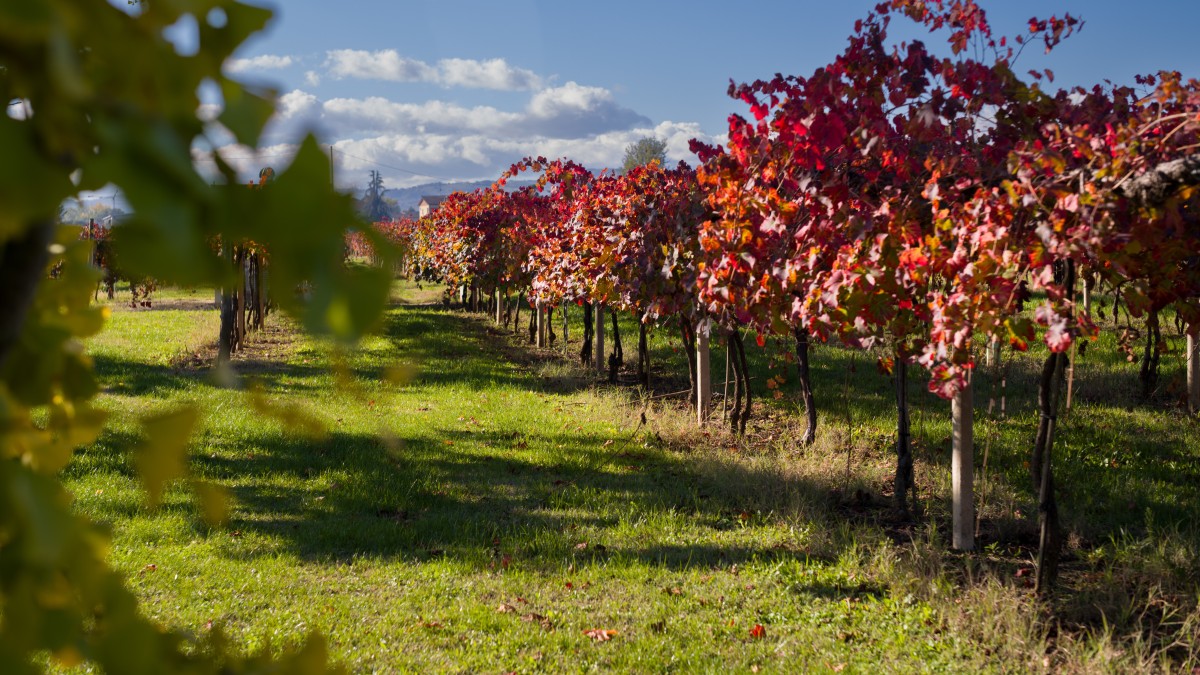 vini tipici emilia romagna