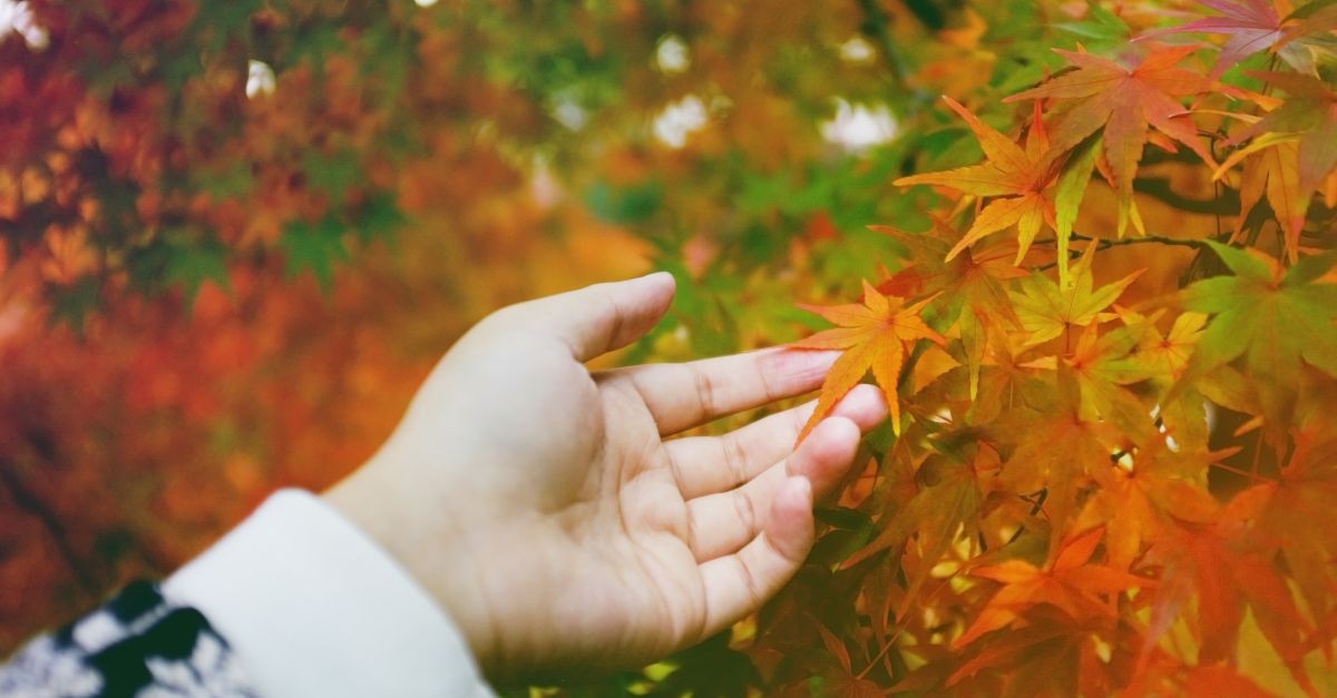 mano che mostrano una foglia in autunno 