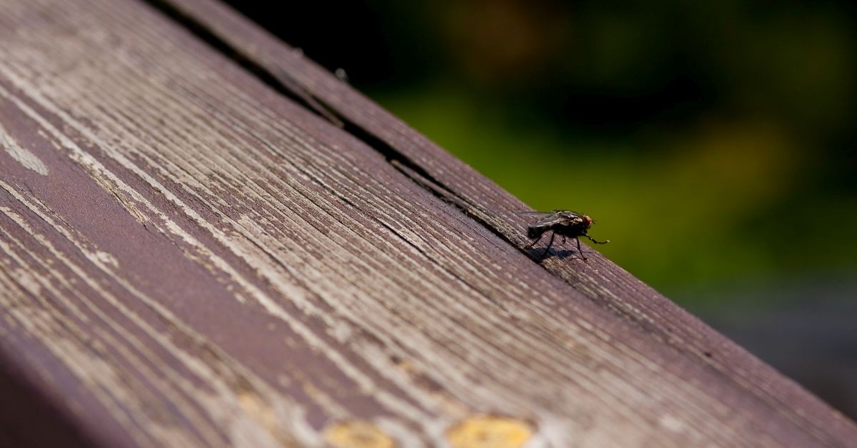 mosca su legno