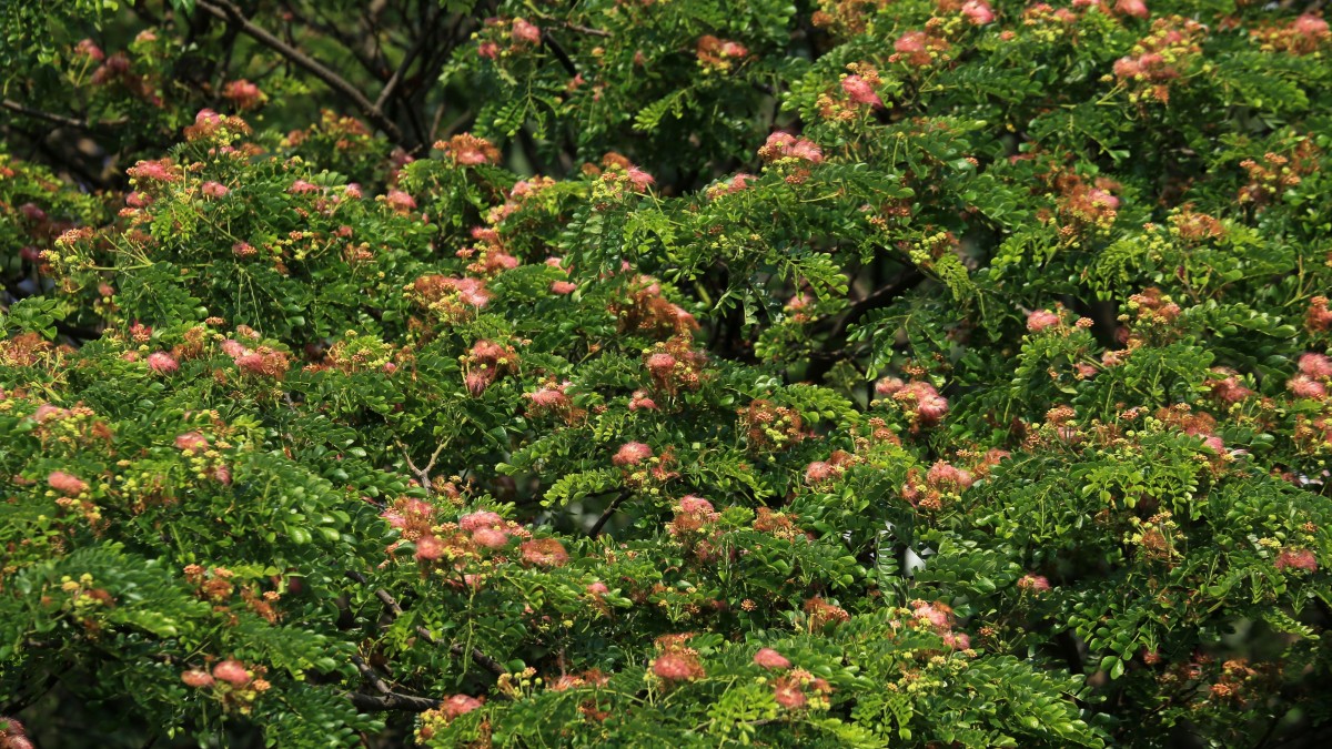 pianta albizia