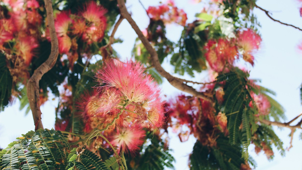 pianta albizia