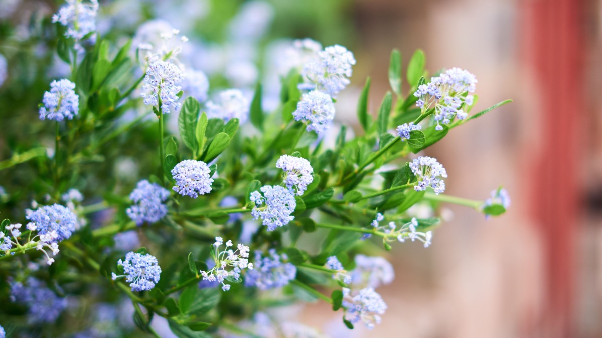 ceanothus