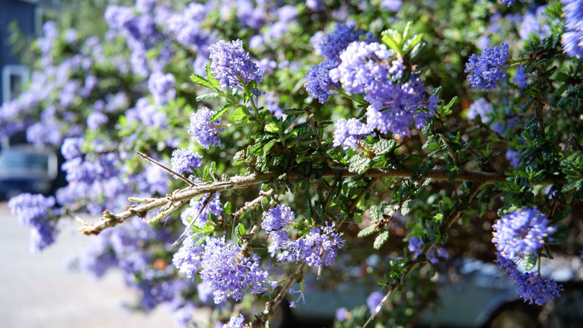 ceanothus