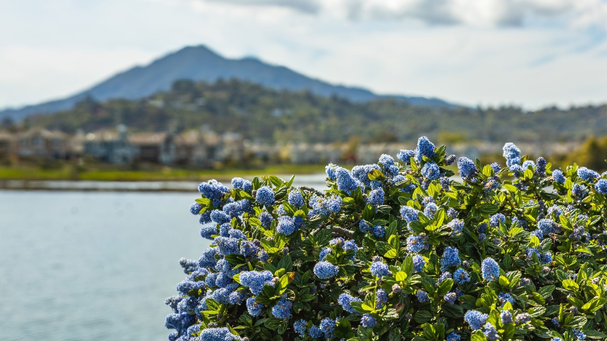 ceanothus